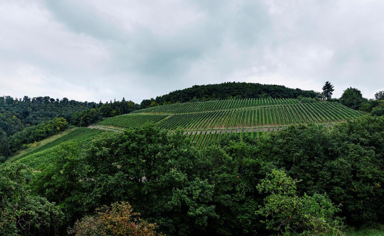 Weingut Hees - Landgasthof Zum Jaeger Aus Kurpfalz Auen Exterior photo